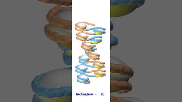 Conformational Variability of the Two-Start Chromatin Fiber with Two Topological Transitions смотреть онлайн