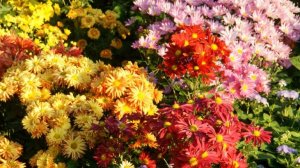 Хризантемы: посадка и уход в открытом грунте