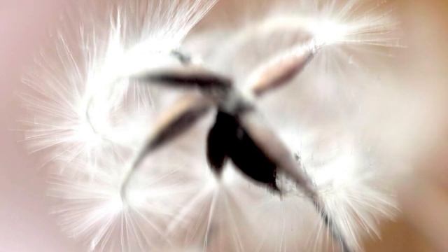 Super Macro & Monochrome смотреть онлайн