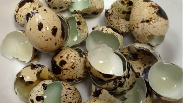 QUVVATNI OSHIRUVCHI BEDANA TUXUMI HAQIDA BILIB OLING