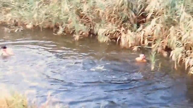 Копия видео "Юмор, как дядьки ныряли чюдно)" смотреть онлайн