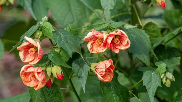 Абутилон в домашних условиях: особенности ухода и выращивания смотреть онлайн