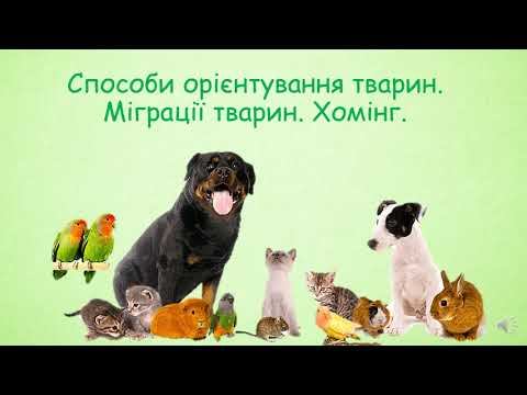 Способи орієнтування тварин. Міграції. Хомінг. смотреть онлайн