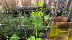 Огурцы на балконе. Второе Агротехническое мероприятие. Удаление больных нижних листьев.