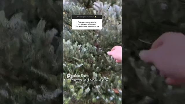 Про формирование пихты. смотреть онлайн