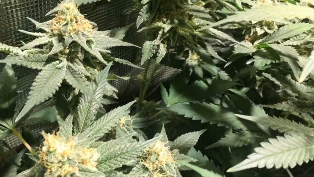 Organic Critical Kush day 49 into flower смотреть онлайн