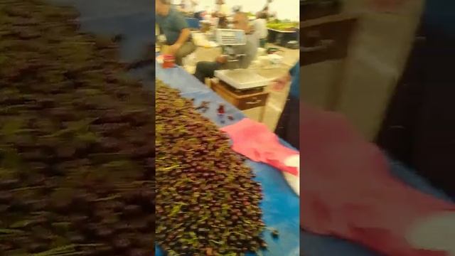 РЫНОК В ГАЗИПАШЕ DiBorLife смотреть онлайн