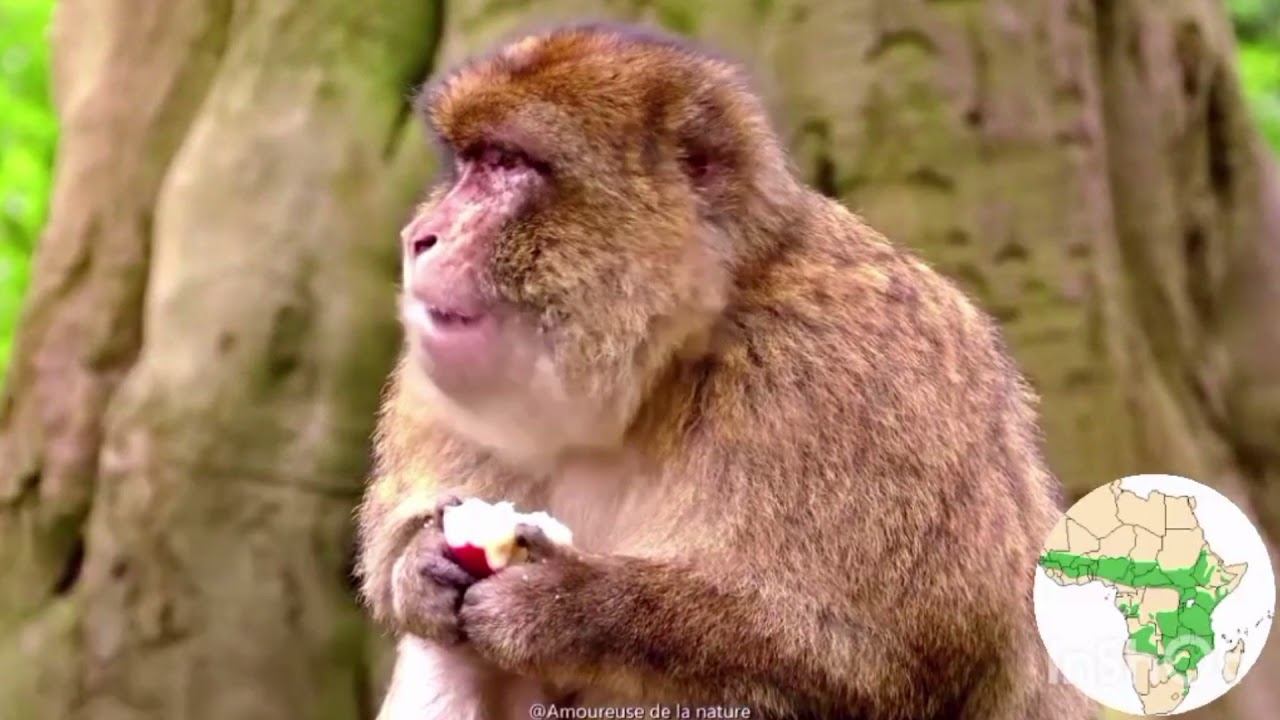 Zonele Naturale ale Africii смотреть онлайн