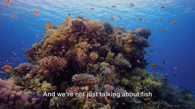 Did You Know? There was another continent? Meet Zealandia! смотреть онлайн