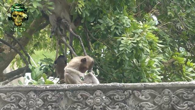 When Monkey See Laser Pointer Prank Best Funny смотреть онлайн