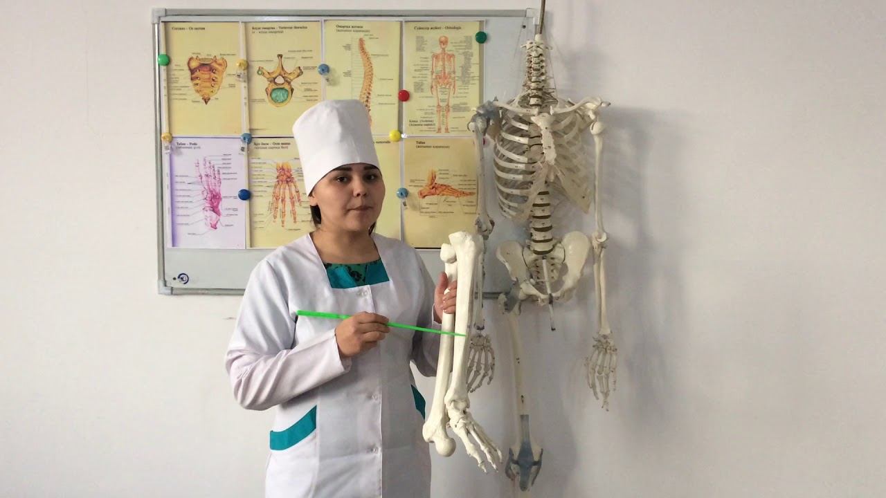 Анатомия. Остеология. Асықты жілік және асықты жіліктің шыбығы. Tibia, fibula. смотреть онлайн