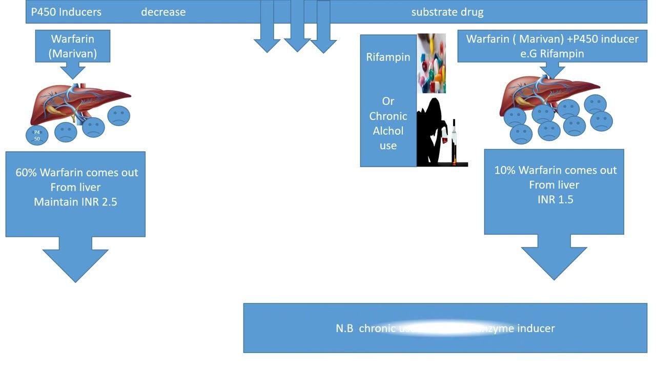 P450 enyme inducers & inhibitors & warfarin interaction смотреть онлайн