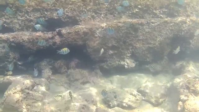 Snorkeling | Playa Pesquero - Caletón Blanco | Cuba June 2016 смотреть онлайн