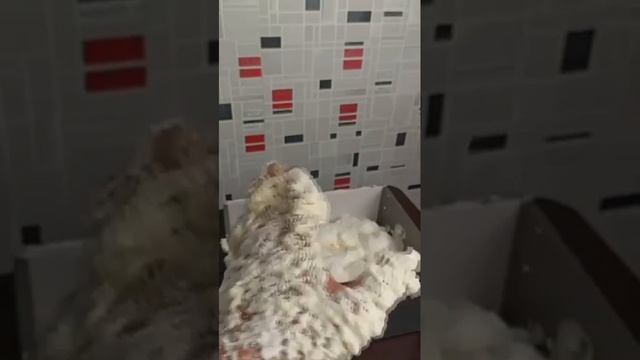 Сама себе Дизайнер