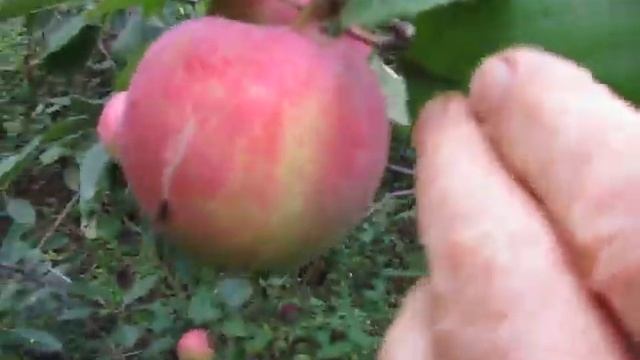 Зимняя красавица смотреть онлайн