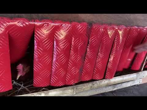 @ 5mon old 30% of our chicken laid eggs🥰(Dominant CZ Superior F1) смотреть онлайн