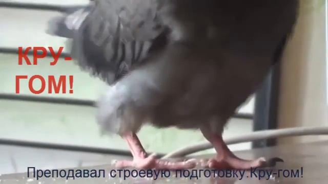 Мой гость ГОЛУБЬ 2 смотреть онлайн
