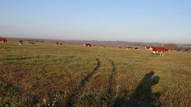 ГЕРЕФОРДЫ НЕМНОГО В ТУМАНЕ. УТРО 27 Сентября 2019 года. #дикфарм #dikfarm смотреть онлайн