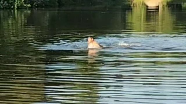 Один на озере в лесу. Стихия воды. смотреть онлайн