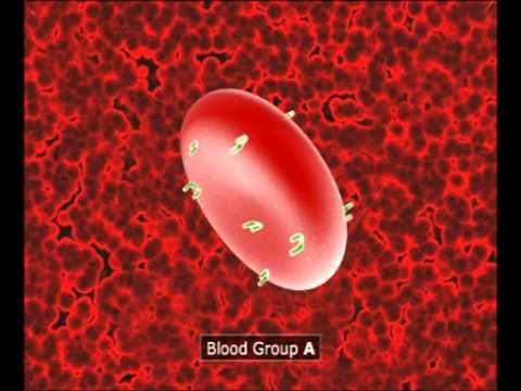 ShaneshPro_BloodCell смотреть онлайн