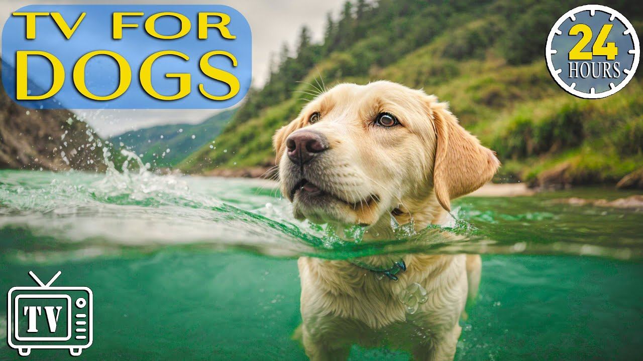 24 Hours of Soothe Dog's Anxiety: DOG TV - Anti Anxiety & Boredom Busting Videos with Music for Dog смотреть онлайн