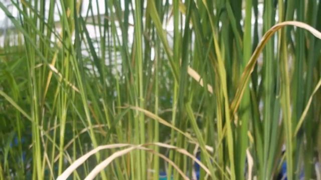 Pyramiding of sub1 and saltol locus in rice through marker assisted selection смотреть онлайн