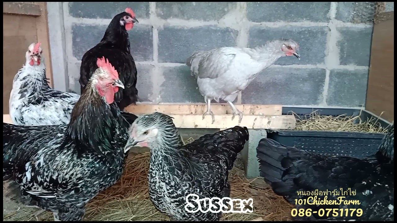 Sussex (various colours) смотреть онлайн