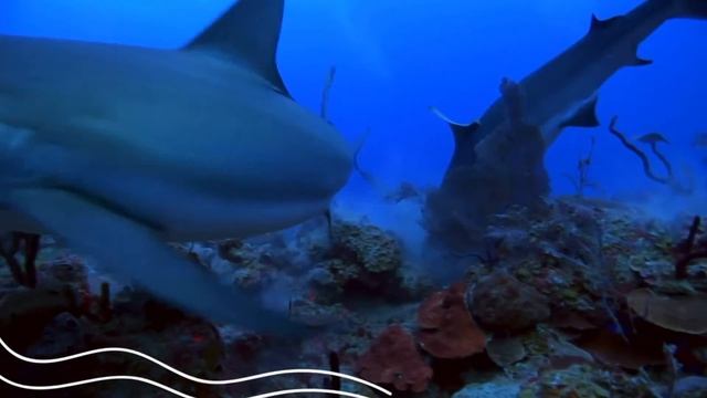 Adaptation In Bull Shark | Adaptation In Animals | Science For Kids | Science Adaptation For Grade смотреть онлайн