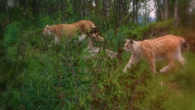 These Are 10 Alaskan Wilderness Animals смотреть онлайн