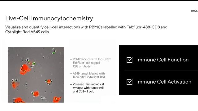 Introducing the Incucyte® Live-Cell Analysis System: Immunocytochemistry смотреть онлайн