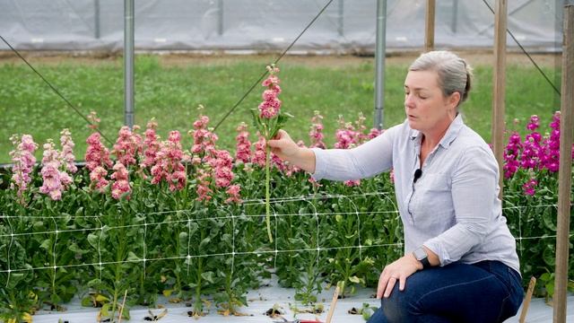 StoX® Series | Stock (Matthiola)