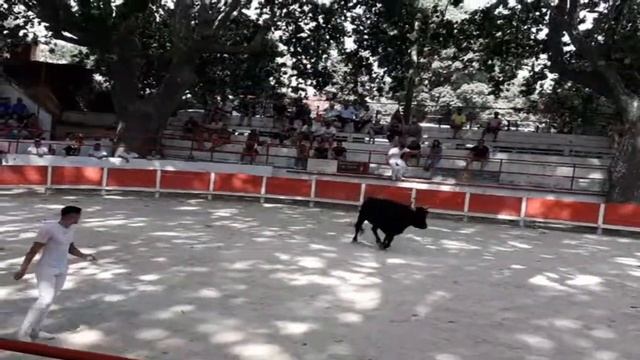 Concour de manade à Remoulins présenter par le club taurin de redessan 19/06/2022 Partie 2 смотреть онлайн