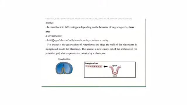 Lec. 10 Blastocyst formation part 3 Dr. Yasmin lateef смотреть онлайн