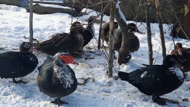 индоутки на снегу)) смотреть онлайн