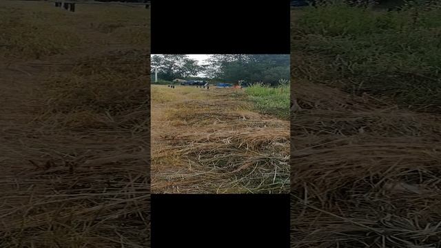 23.07.24 Косим (косячим) сено