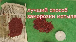 Что я делаю с мотылём после рыбалки. Как правильно заморозить мотыля