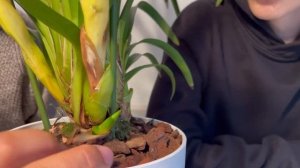 ЦИМБИДИУМ ОТЦВЕЛ🌿ЧТО ДЕЛАТЬ С ЦВЕТОНОСАМИ?