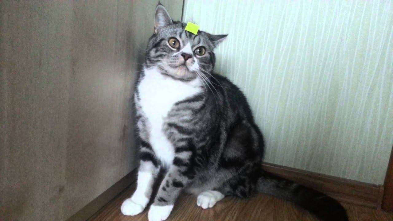Кот - наклейка, или Мои хозяева - дибилы смотреть онлайн