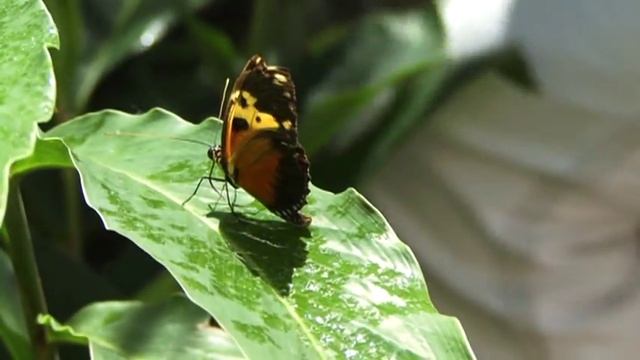 Panama's Tropical Rainforest Aerial Tram смотреть онлайн