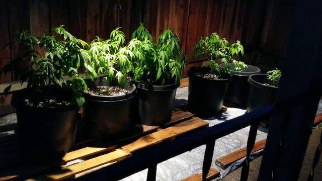 Calie's Corner! Getting back to the basics! смотреть онлайн