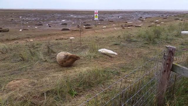 Grey Seals at RAF Donna Nook #Baby #Grey #Seals смотреть онлайн