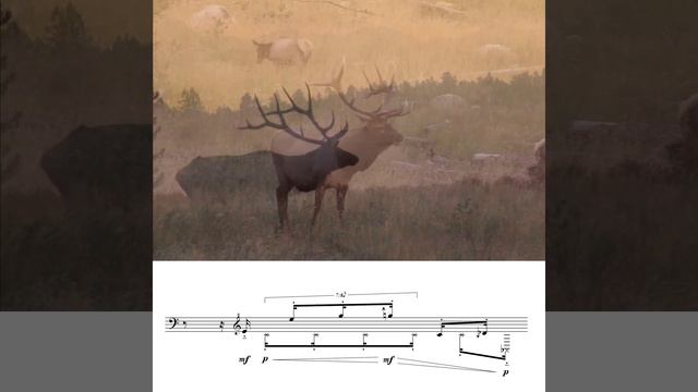 Elk: Bugling in Sheet Music смотреть онлайн