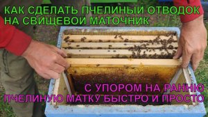 Как сделать ОТВОДОК НА СВИЩЕВОЙ МАТОЧНИК С УПОРОМ НА РАННЮЮ ПЧЕЛИНУЮ МАТКУ ещё одна семья ✅☝️🐝
