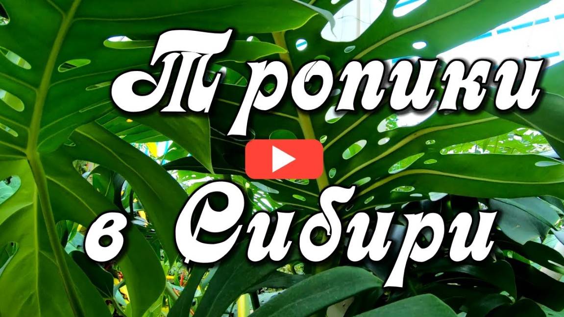 Тропики в Сибири. Кемеровский ботанический сад. Оранжерея №2 смотреть онлайн