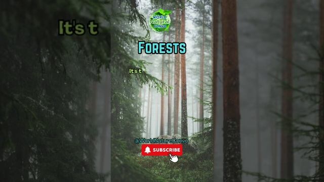 National Geographic - Taiga Forest😯😲 смотреть онлайн