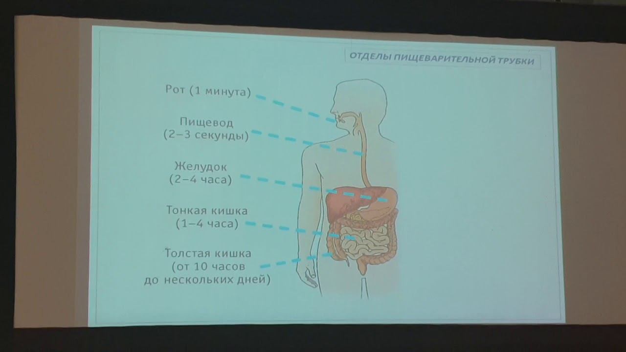 Гиста пищевар 2 смотреть онлайн