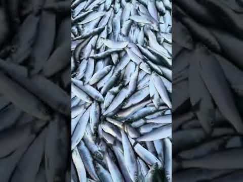 Нерест сельди на Сахалине смотреть онлайн