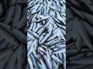 Нерест сельди на Сахалине