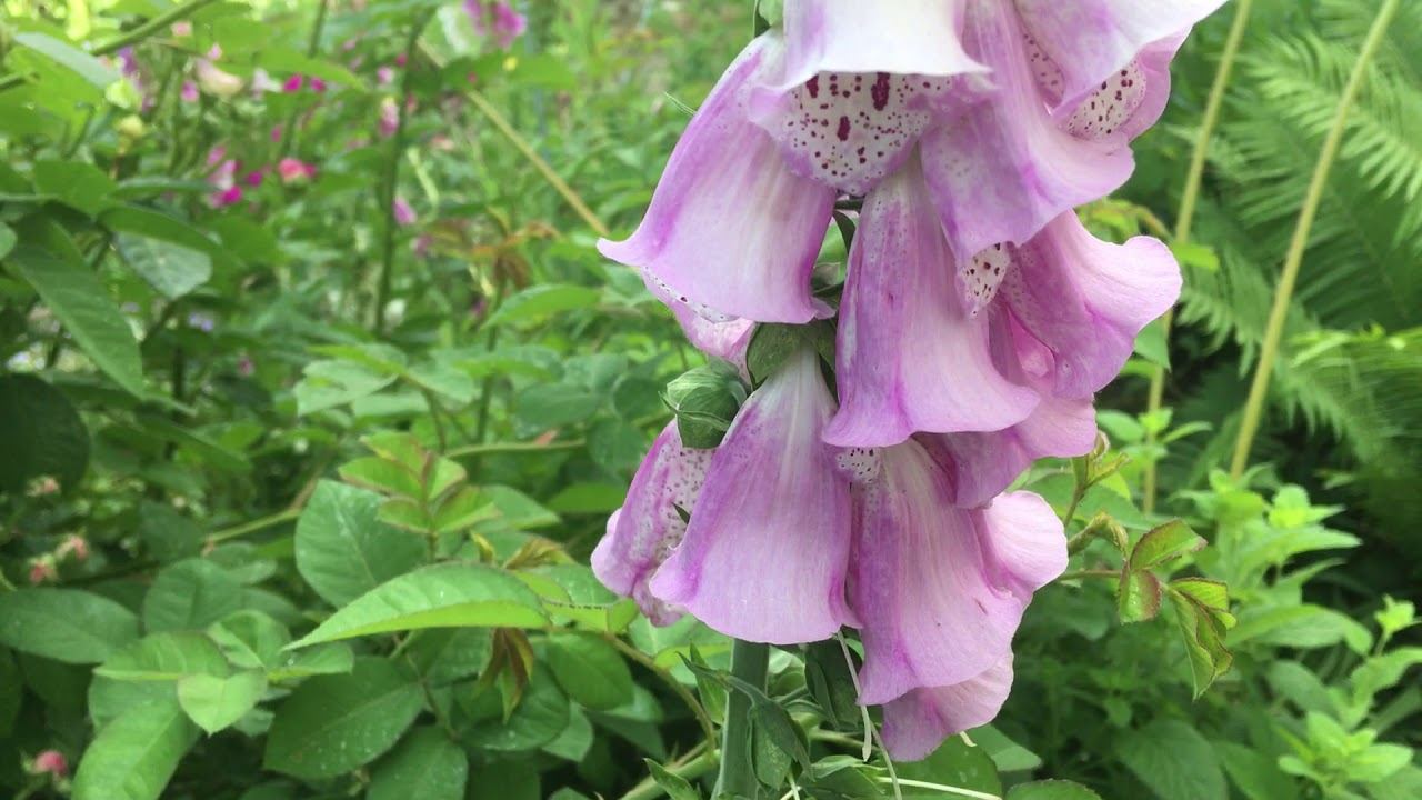Видео дня смотреть онлайн