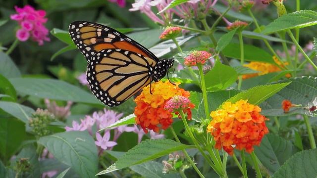 Botanica Gardens and Meditation Music смотреть онлайн